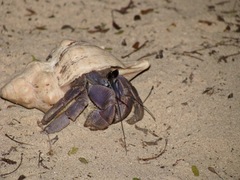 Coenobita violascens