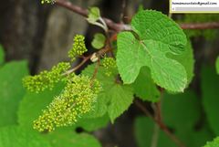 Vitis amurensis