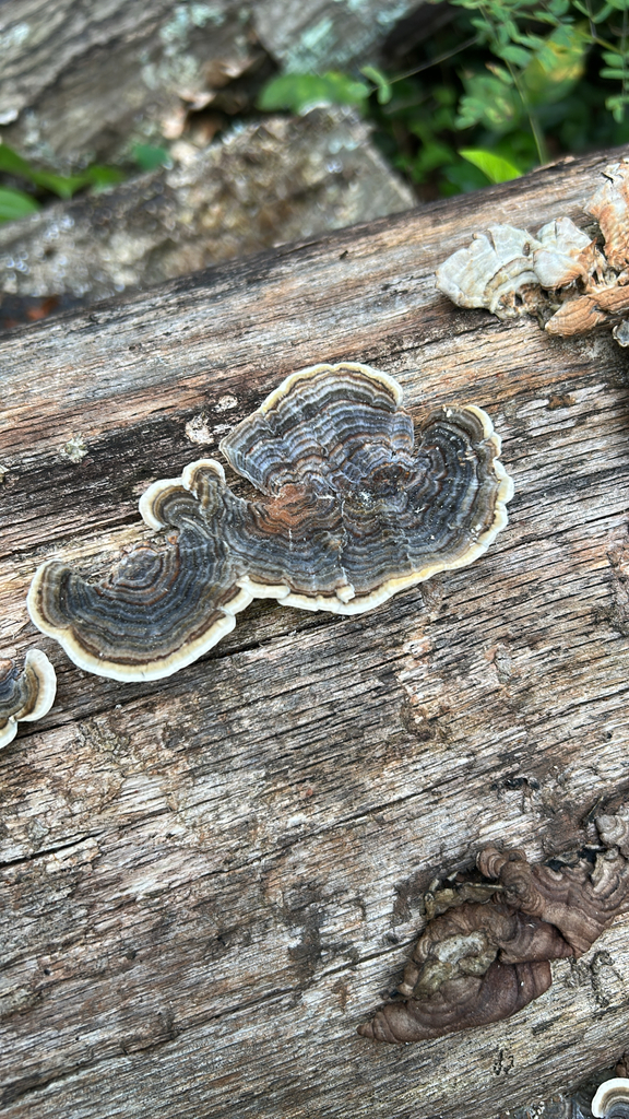 turkey-tail · September 2026 · photo: Photo: (c) caher001, some rights reserved (CC BY) · iNaturalist