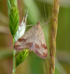 Pyrausta semirubralis
