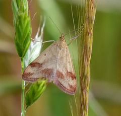 Pyrausta semirubralis