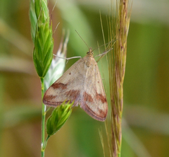Pyrausta semirubralis