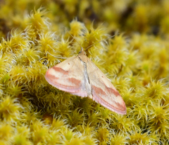 Pyrausta semirubralis