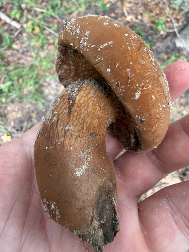 Tylopilus tabacinus