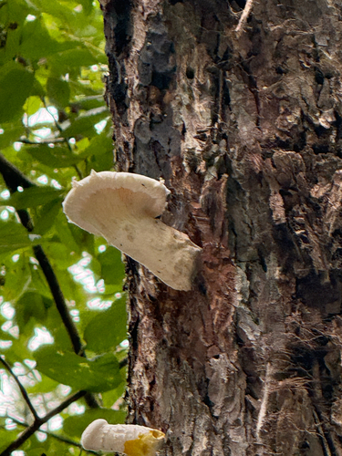 Lynx Paw Oyster
