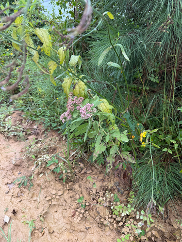 Camphor-weed