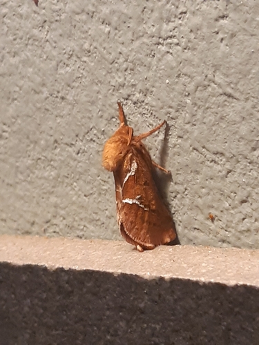 Orange Swift