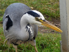 Ardea cinerea