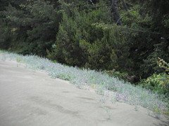 Artemisia pycnocephala