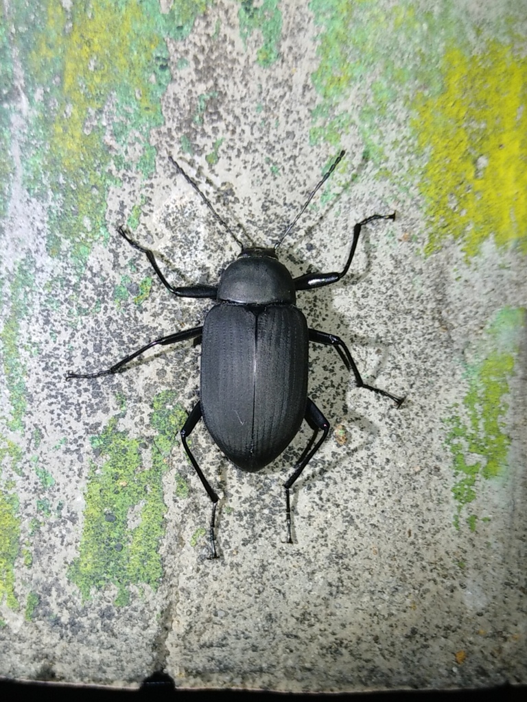 Plesiophthalmus formosanus