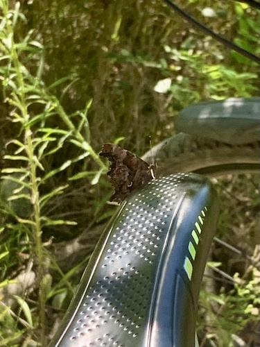 European Comma