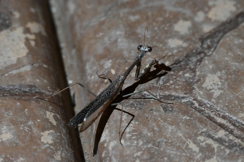 Nigralora