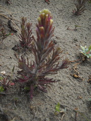 Chloropyron maritimum