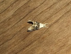 Lipocosmodes fuliginosalis