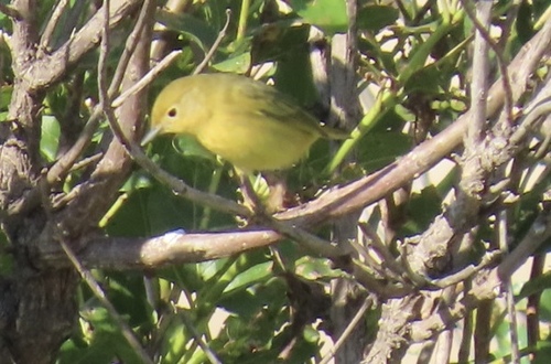 Northern Yellow Warbler