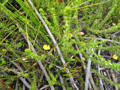 Aspalathus tenuissima