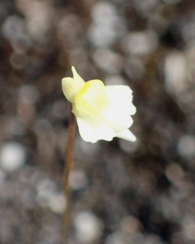 Utricularia bisquamata, photograph 2