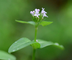 Plectritis congesta brachystemon