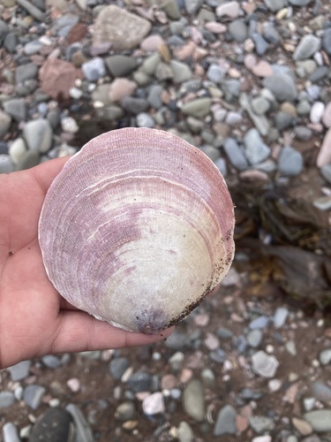 Atlantic deep-sea scallop