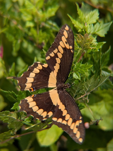 Eastern Giant Swallowtail