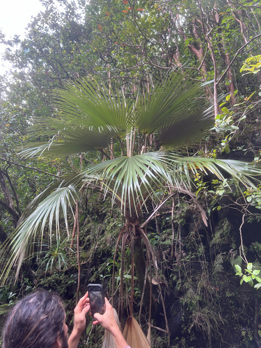 Pritchardia hardyi observed 2026-01-10