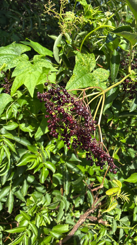 American black elderberry