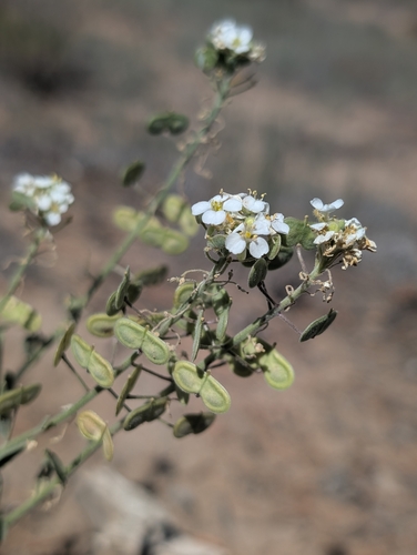 Vaina de anteojos · Touristplant