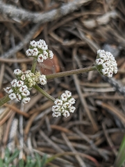 Lomatium nevadense
