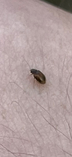 Atomaria fuscata