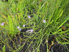 Psoralea trullata
