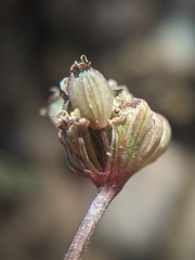 Lomatium nevadense