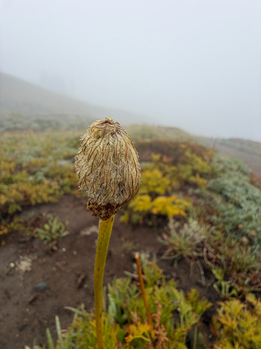 Pulsatilla occidentalis, photograph 4