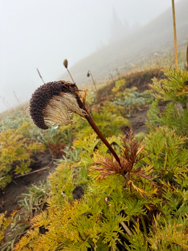 Pulsatilla occidentalis, photograph 5