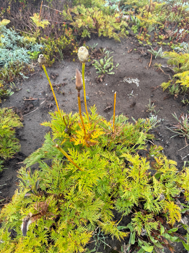 Pulsatilla occidentalis, photograph 2