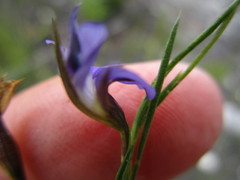 Psoralea trullata