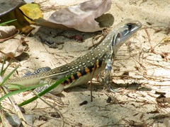 Leiolepis belliana