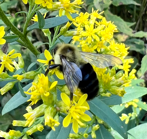 Common Eastern Bumble Bee