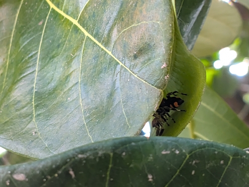 Phiale gratiosa
