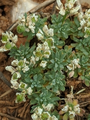 Cusickiella douglasii
