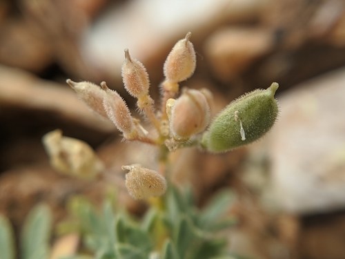 Image of Cusickiella douglasii by no rights reserved