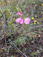 Sidalcea hartwegii
