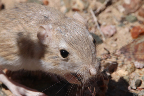 Dipodomys deserti, 2026-06-09