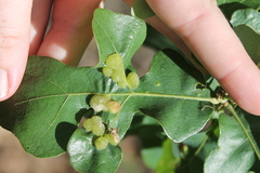 Neuroterus quercusirregularis