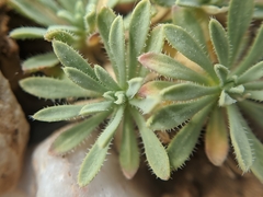 Cusickiella douglasii