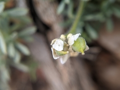 Cusickiella douglasii