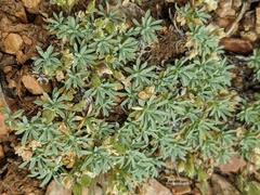 Cusickiella douglasii