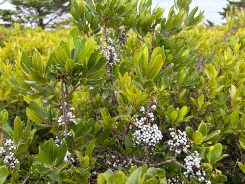 northern bayberry