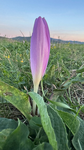 Autumn Crocus