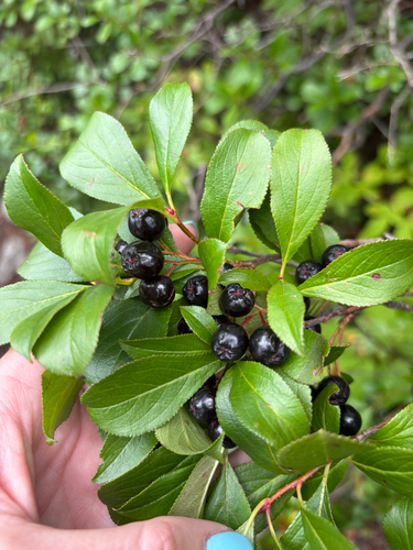 black chokeberry