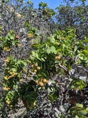 Arctostaphylos refugioensis